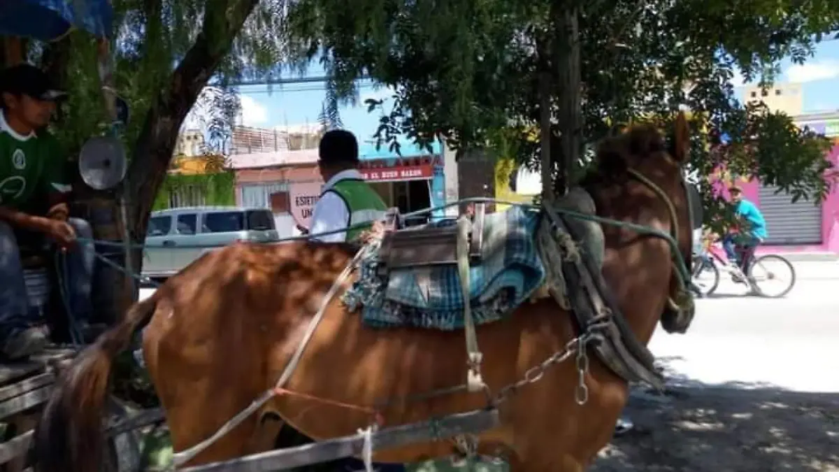 caballo carretonero